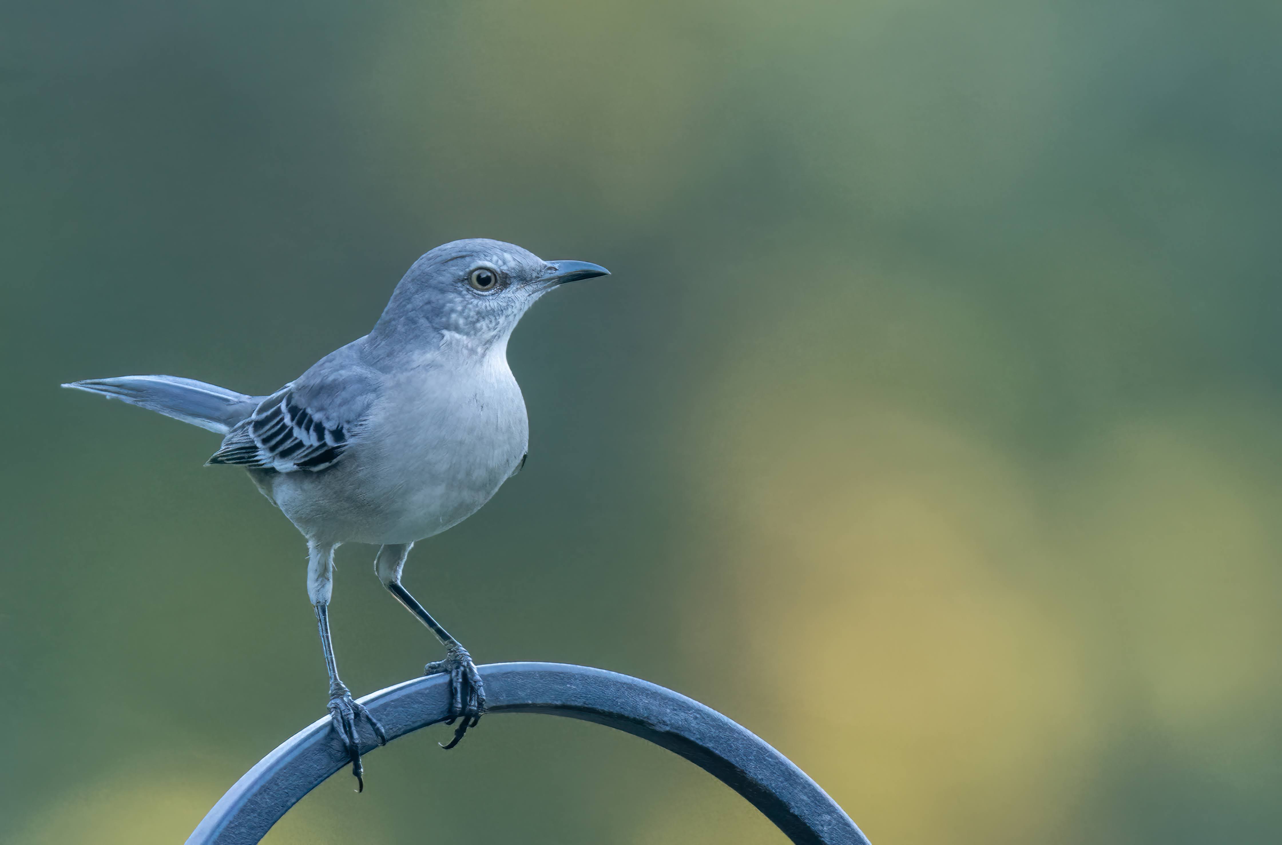 Chapter 12 – Texas Birds